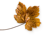 img51.png img51